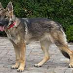 Suchmeldung-Pina-Bild