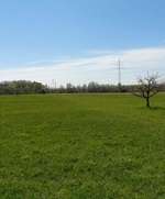Hundeauslaufgebiet-Wiese am Sportplatz-Bild