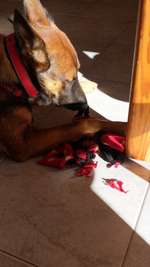 Spielzeug für beissstarken Hund-Beitrag-Bild