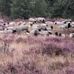 Hundeauslaufgebiet-Westruper Heide-Bild