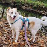 Hundeauslaufgebiet-Vater Unser-Bild