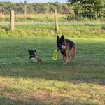 Hundeauslaufgebiet-Hundefreilaufwiese Pattensen- Hüpede-Bild