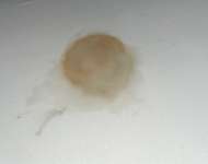 Starker Ausfluss bei junger Hündin-Beitrag-Bild