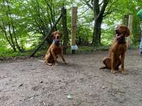 Hundeauslaufgebiet-Höltigbaum/Sackgasse Eichberg-Bild