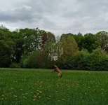 Hundeauslaufgebiet-Tiergarten Wolbeck-Bild