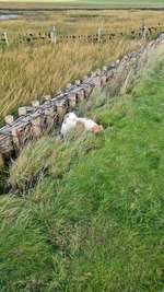 Hundeauslaufgebiet-Husum-Bild