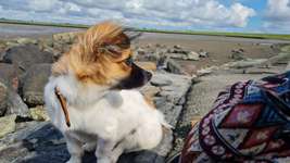 Hundeauslaufgebiet-Husum-Bild