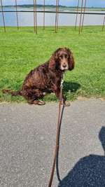 Hundeauslaufgebiet-Husum-Bild