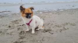 Hundeauslaufgebiet-Strandbad-Bild