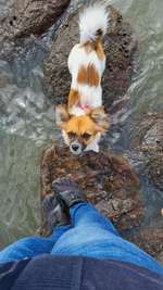 Hundeauslaufgebiet-Husum-Bild