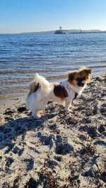 Hundeauslaufgebiet-Hundestrand Eckernförde-Bild