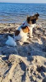 Hundeauslaufgebiet-Hundestrand Eckernförde-Bild
