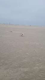 Hundeauslaufgebiet-Strandbad-Bild