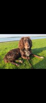 Hundeauslaufgebiet-Husum-Bild