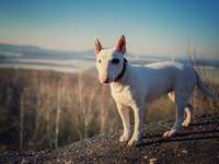 Hundeauslaufgebiet-Carl Alexander Park-Bild