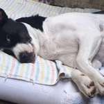 Verderben manche Hundeschulen den Spaß und die Freude mit dem Hund?-Beitrag-Bild