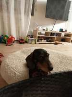 Suchmeldung-Abbi-Bild