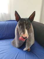 Bullterrier /Miniatur und/oder Standard-Beitrag-Bild