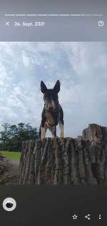 Bullterrier /Miniatur und/oder Standard-Beitrag-Bild