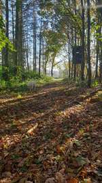 Hundeauslaufgebiet-Auf der Höte zwischen Daseburg/Rösebeck/Liebenau-Bild