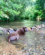 Hundeauslaufgebiet-Rümminger Moss-Bild