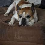 mein Rüde besteigt mich-Beitrag-Bild