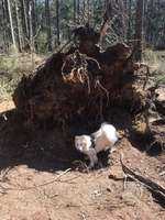 Hundeauslaufgebiet-Hundeplatz Tangstedter Forst-Bild