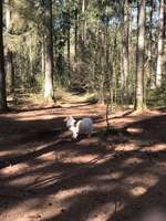 Hundeauslaufgebiet-Hundeplatz Tangstedter Forst-Bild