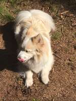 Hundeauslaufgebiet-Hundeplatz Tangstedter Forst-Bild