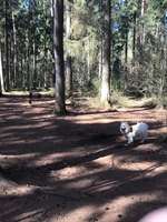Hundeauslaufgebiet-Hundeplatz Tangstedter Forst-Bild