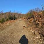 Hundeauslaufgebiet-Mudersbach Wanderparkplatz-Bild