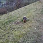 Hundeauslaufgebiet-Lurzenbach-Bild