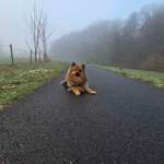 Hundeauslaufgebiet-Siegwiese-Bild