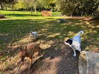 Hundeauslaufgebiet-Hundewiese Memmingen-Bild