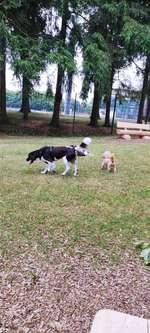 Hundeauslaufgebiet-Hundewiese Memmingen-Bild