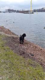 Hundeauslaufgebiet-Herner Meer-Bild