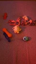 Wie oft Hundespielzeug waschen?-Beitrag-Bild