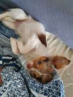 Chihuahua mit im Bett schlafen lassen?-Beitrag-Bild