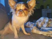 Flöckchen wehrt sich bei Augentropfen-Beitrag-Bild