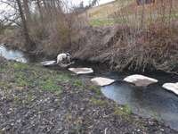 Hundeauslaufgebiet-Rastplatz-Bild