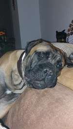 Bullmastiff-Beitrag-Bild