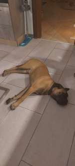 Bullmastiff-Beitrag-Bild