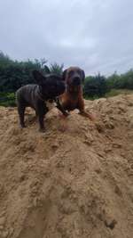 Hundeauslaufgebiet-Schönauer Lachen-Bild