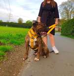 Hunde Geschirre-Beitrag-Bild