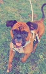 Hund ist gestresst sobald man ihm den Ball wegnimmt-Beitrag-Bild