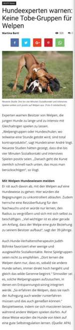 Welpen spielen-Beitrag-Bild