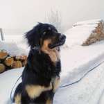 Läufige Hündin, Geruch überdecken-Beitrag-Bild