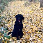 Ersteller:in Plato Profilbild