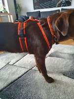 Anny X Geschirr-Beitrag-Bild