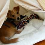 Ersteller:in Susi Profilbild